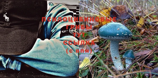 прущие грибы Баксан